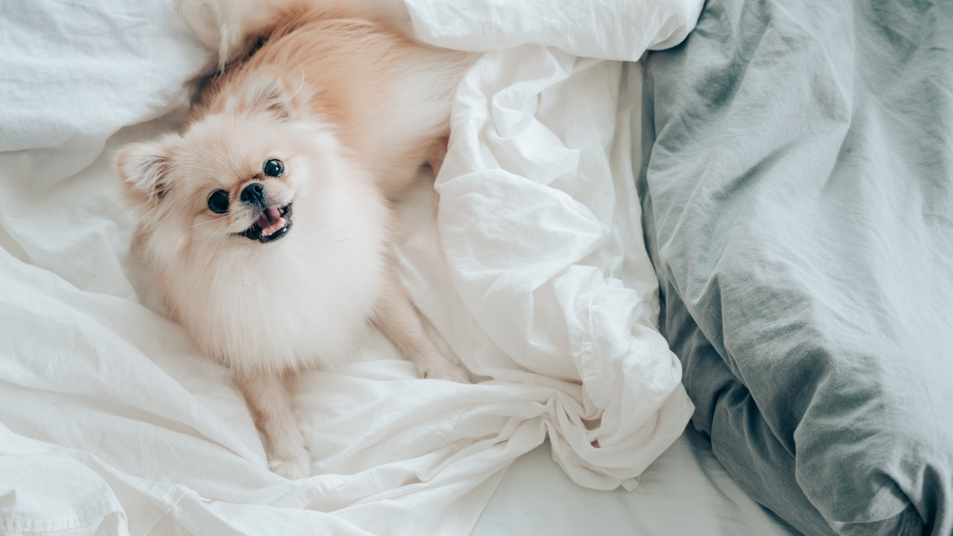 What Are the Uses of Methocarbamol for Dogs? I Pettable I ESA Experts